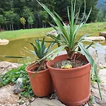 Froschteichhaeuschen - Und Wellness * Spitzwiesen