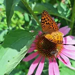 Froschteichhaeuschen - Und Wellness *