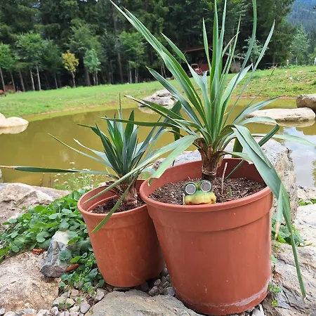 Froschteichhaeuschen - Und Wellness * Spitzwiesen