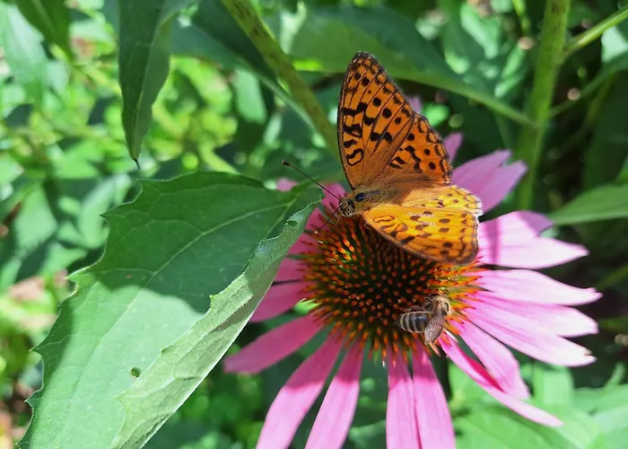 Froschteichhaeuschen - Und Wellness *